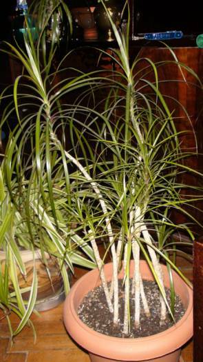 Dracaena marginata - მადაგასკარული ინტერიერის პალმა