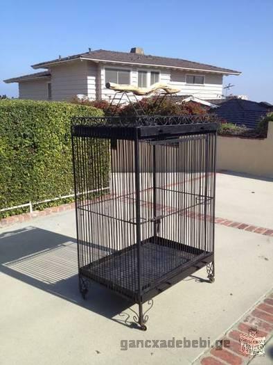 Very friendly, happy and fun African grey Congo.