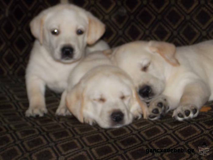 saswrafod iyideba labrador retriveris lekvebi