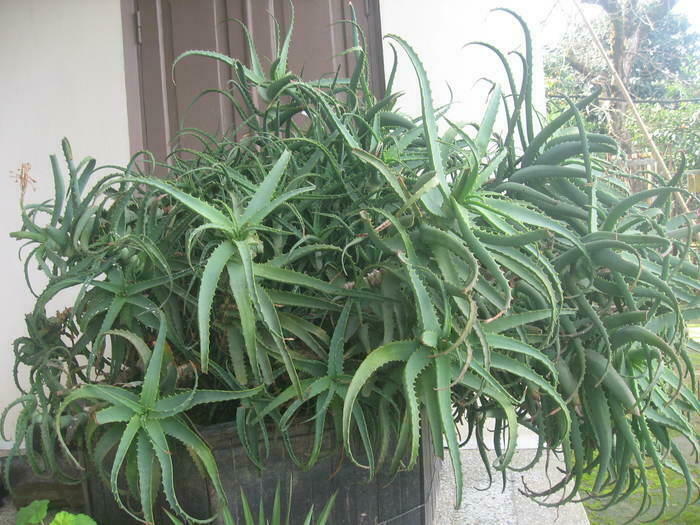 aloe-samkurnalo mcenare