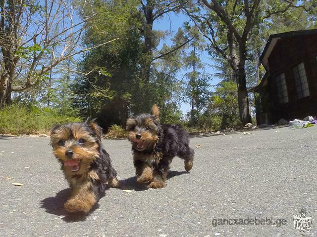 Healthy Teacup Yorkie Puppies