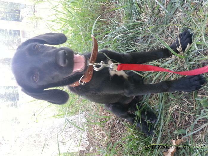 4 month old labrador/mix puppy looking for loving home