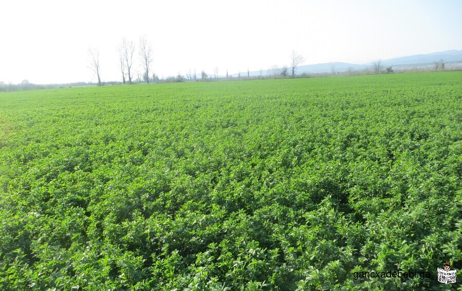 63 hectares of agricultural land in Zestaponi