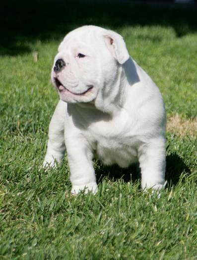 AKC Full reg. English Bulldog puppies now ready for sale