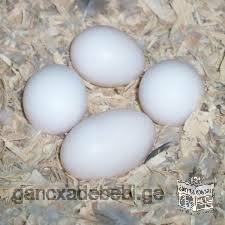 ALL BREED OF PARROTS EGGS AVAILABLE FOR SALE TEXT NOW FOR YOUR ORDER VIA (858) 304-0629