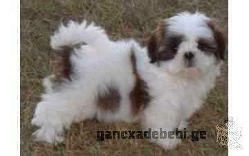 Adorable Shih Tzu Puppies For Good Home