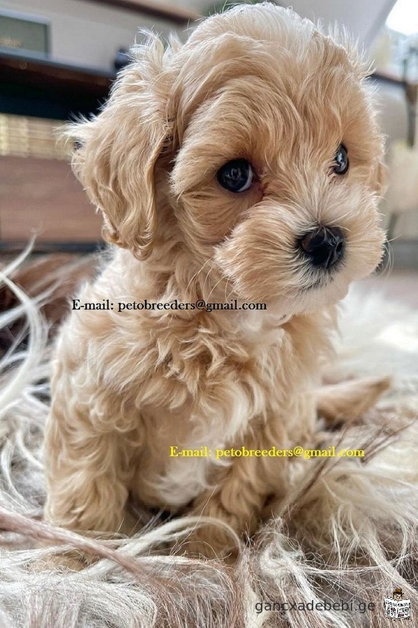 Adorble and Socialized Maltipoo Puppies With Papers Ready to leave Now