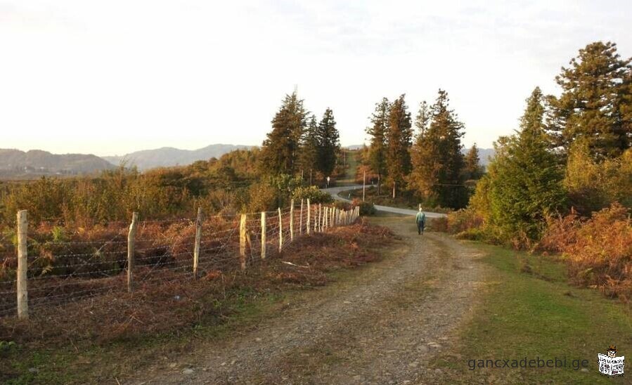 Agricultural plot of up to 5 hectares (49902.00) for sale, Ozurgeti municipality,