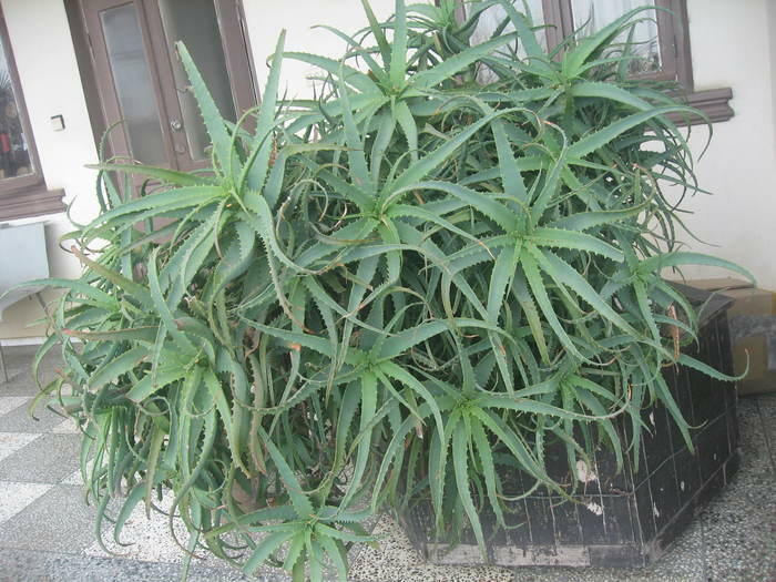 Aloe-treatment plant