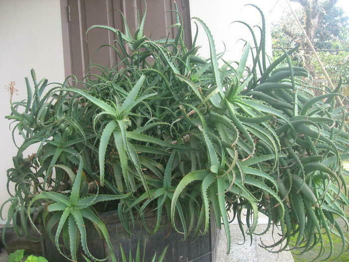Aloe-treatment plant