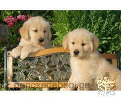 Beautiful Golden Retriever Puppies Ready For A Good Home For X Mass Georgia Geo695176 Classified Ad Dogs Puppies Pets Gancxadebebi Ge Georgia Free Classified Ads Website