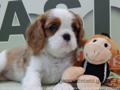 Beautiful cavalier king puppies available