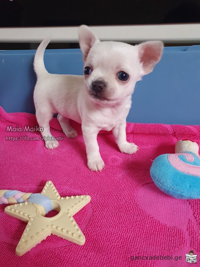 Beautiful purebred mini Chihuahua puppy for sale. FCI documents.