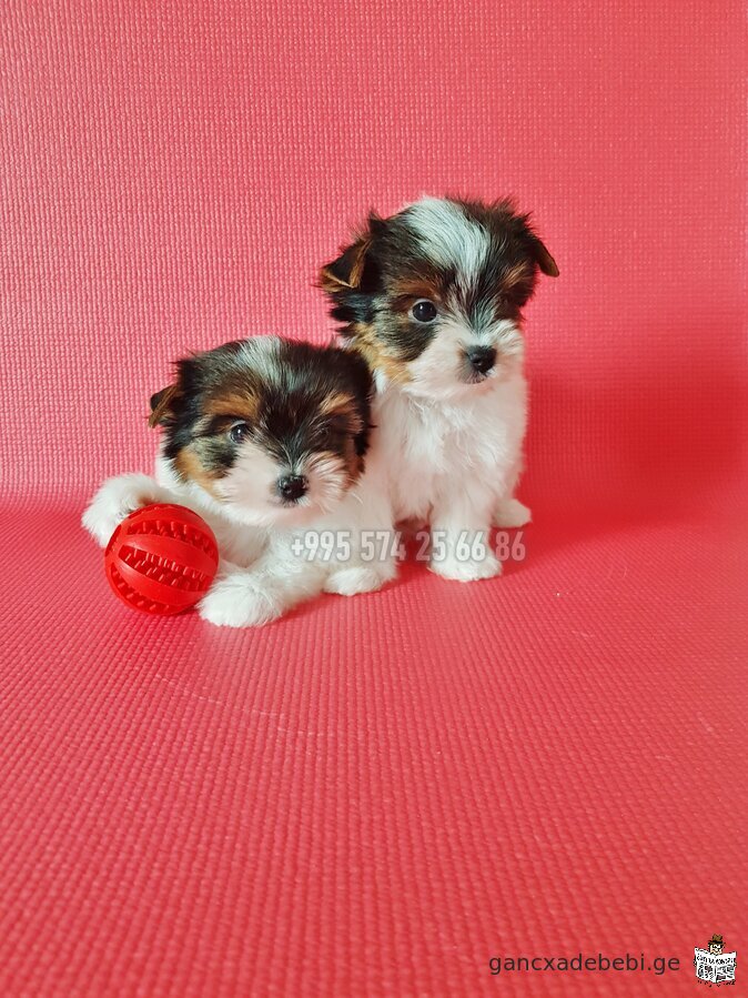 Biewer Yorkshire Terrier for sale. Purebred mini Biewer Terrier puppies. With FCI-FCG documents.