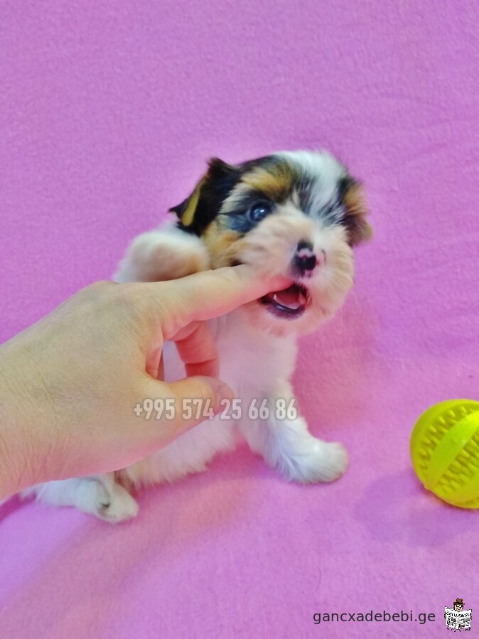 Biewer Yorkshire Terrier for sale. Purebred mini Biewer Terrier puppies. With FCI-FCG documents.