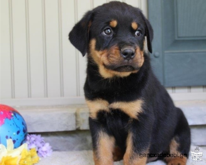 Cute AKC Rottweiler Puppy for Adoption 12 weeks old