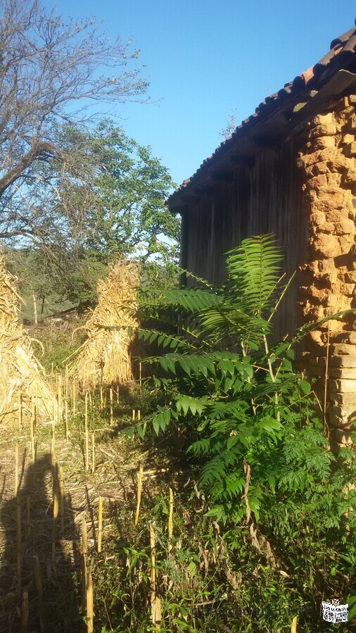For sale, Kharagauli municipality, village 3220 sq.m homestead plot with oak house