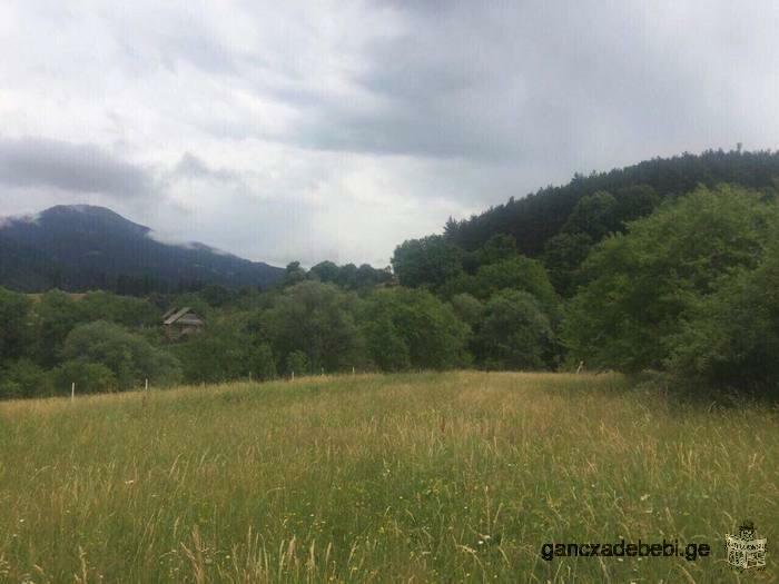 For sale in Borjomi district, village Mamazze village, 4km plot of agricultural land 1726 sq.m. is p
