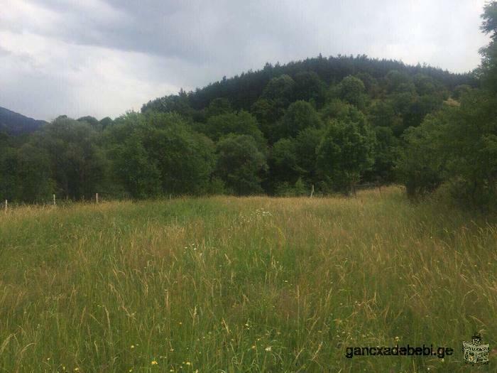 For sale in Borjomi district, village Mamazze village, 4km plot of agricultural land 1726 sq.m. is p
