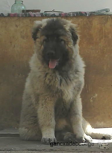For sale puppie of coucasion dog