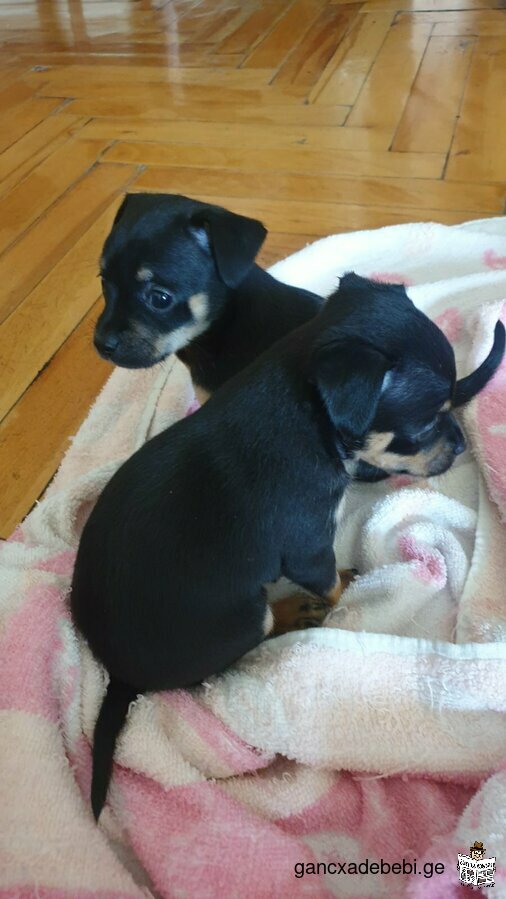 For sale the best gift of purebred Russian Toy Terrier.