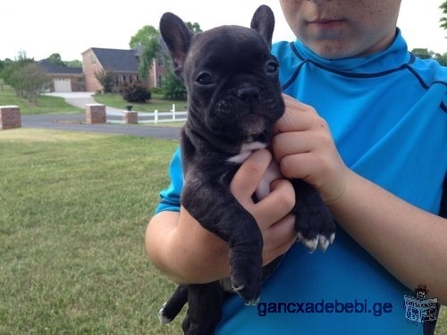 French Bulldog Puppies Ready For New Homes