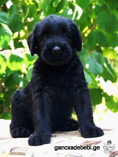 Giant Schnauzer puppies for sale.