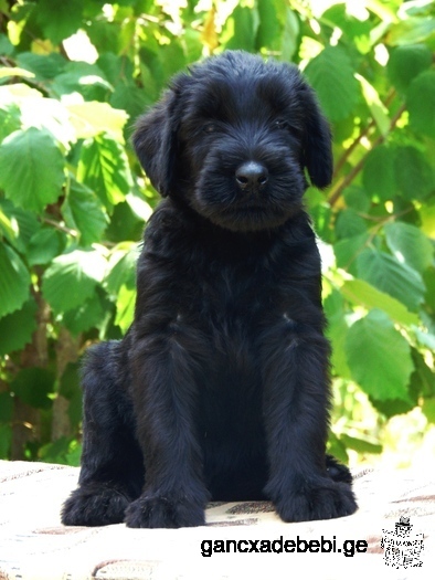 Giant Schnauzer puppies for sale.