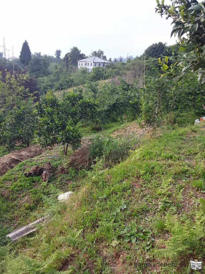 In Chakvi, in the resort area, a plot of 6900 sq.m. is for sale from the owner.