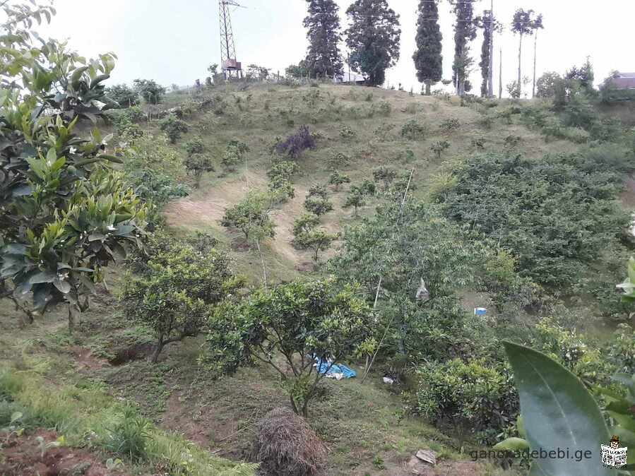 In Chakvi, in the resort area, a plot of 6900 sq.m. is for sale from the owner.