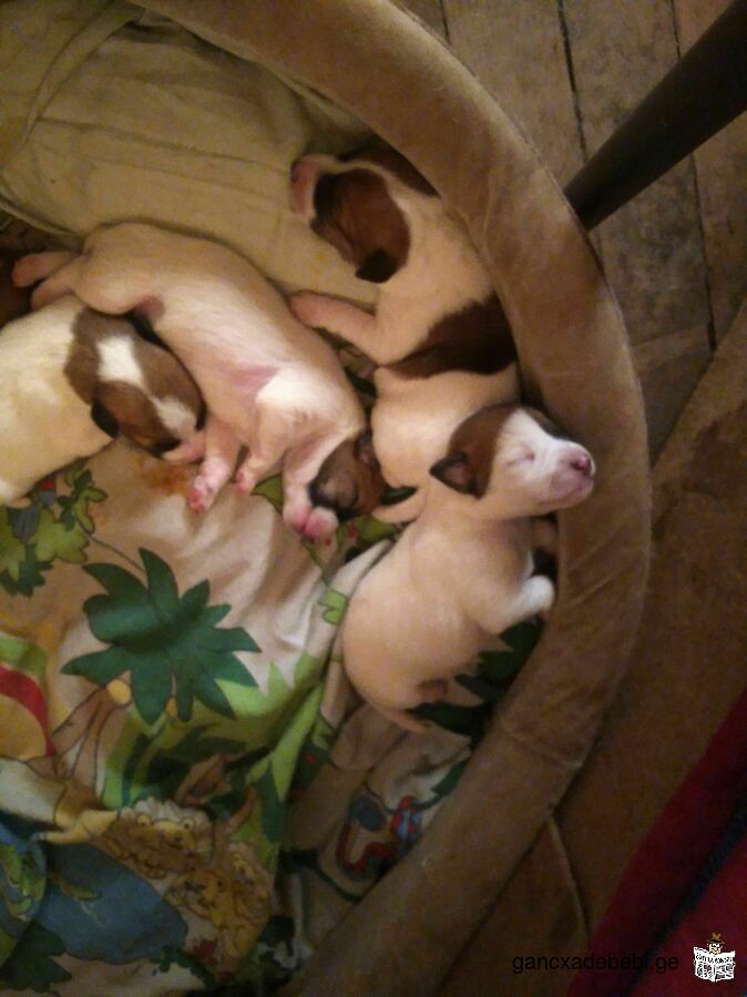 Jack (Parson) Russell Terrier puppies for sale
