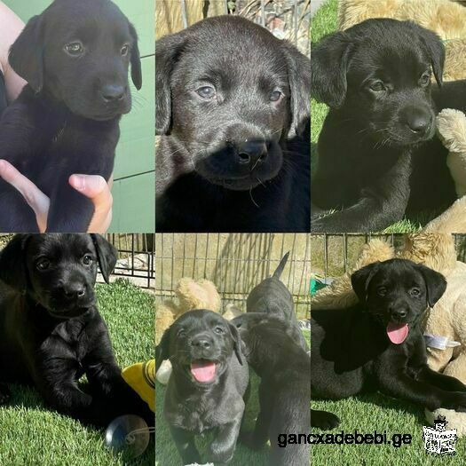 Kc Registered Labrador Puppys From Health Tested Parents