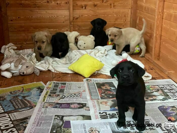 Kc Registered Labrador Puppys From Health Tested Parents