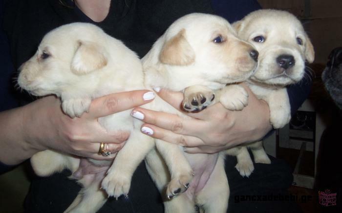 Labrador Retriever thoroughbreds puppies with a rich pedigree for sale.