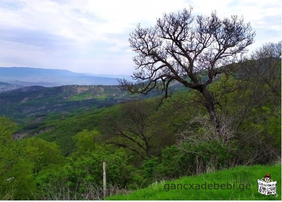 Land for sale in Betania
