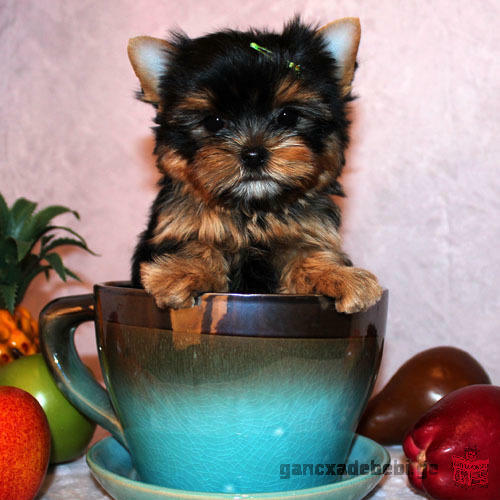 Male and Female Teacup Yorkie that are looking for a new home.