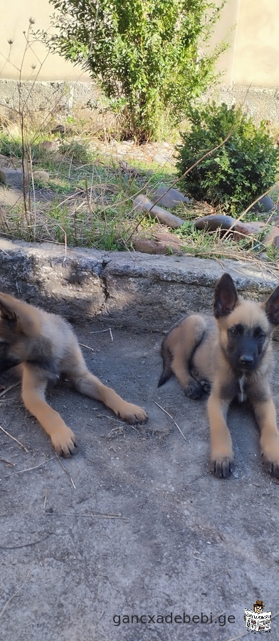 Malinois puppies for sale