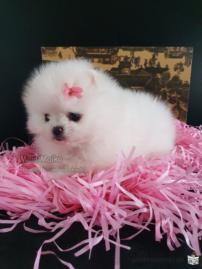 Mini puppies for sale, white Pomeranian, teddy bear type. FCI-FCG documents.