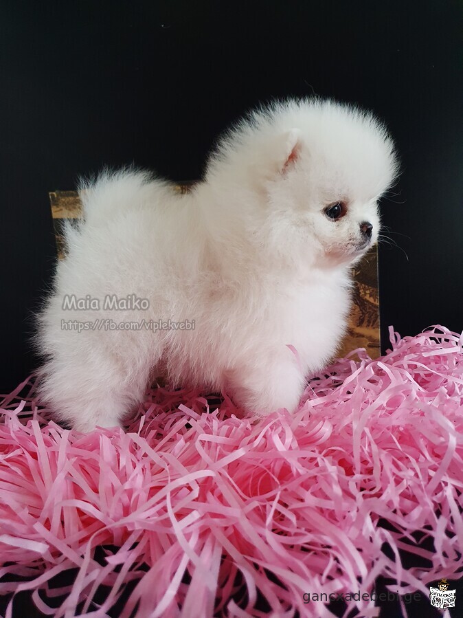 Mini puppies for sale, white Pomeranian, teddy bear type. FCI-FCG documents.
