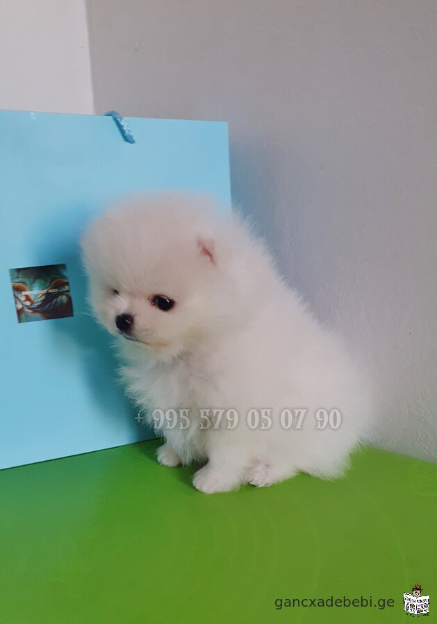 Mini white Pomeranian puppies, teddy bear type. FCI - FCG documents.
