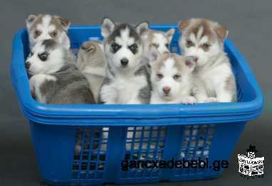My Pomsky puppies are now ready and all well up.