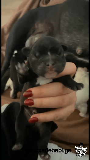 New born puppies for sale