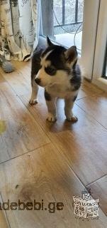 One month husky for sale
