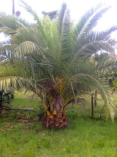 Palm trees and evergreen plants cheaply