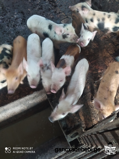 Pigs for sell