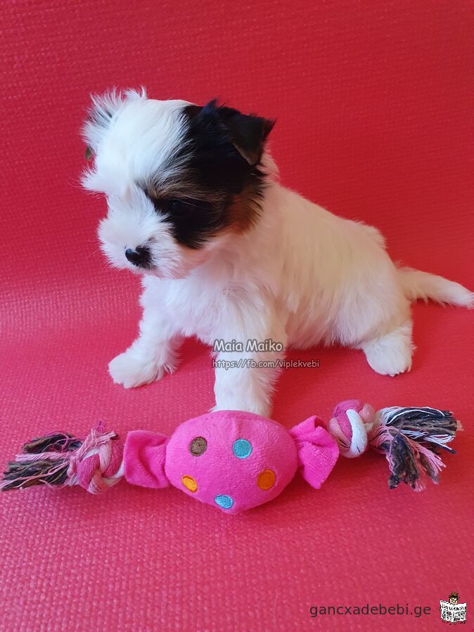 Purebred Biewer Terrier puppies for sale, with FCI-FCG documents.