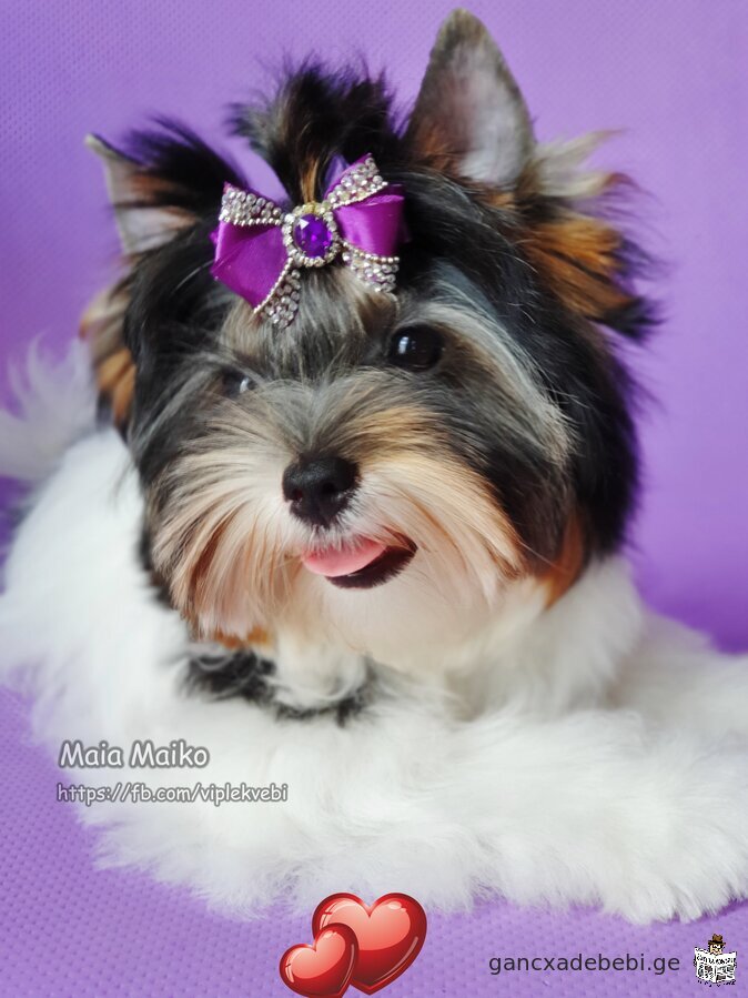 Purebred puppy of the Biewer York breed (Biewer Terrier) with FCI pedigree.