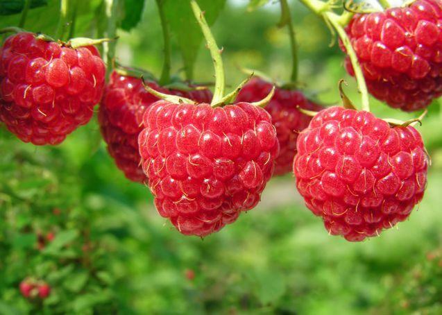 Raspberry plants for sale