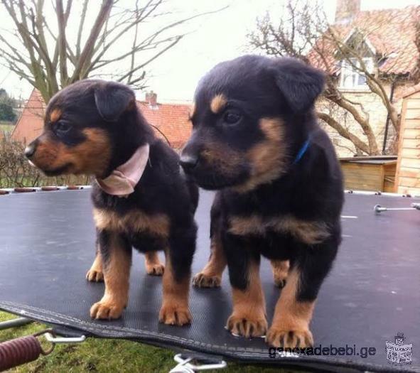 Rottweiler puppies for free adoption