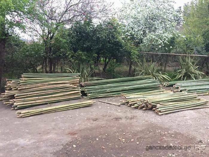 Sale Bamboo